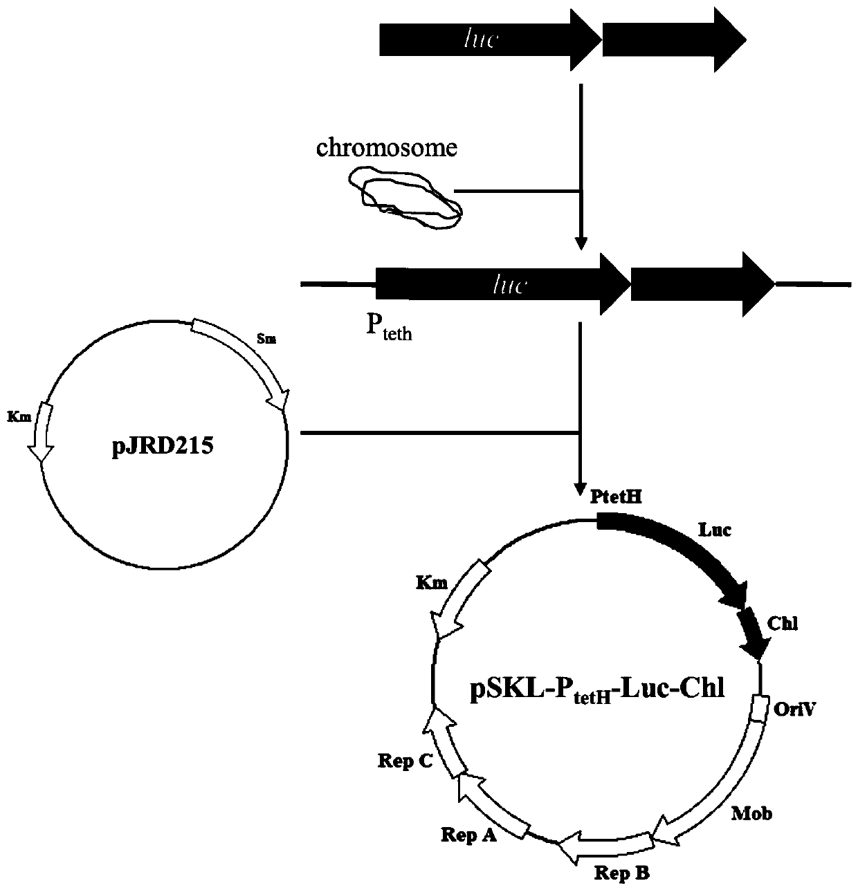 Recombinant plasmid and application of same in identification of gene expression of thiobacillus aeruginosa
