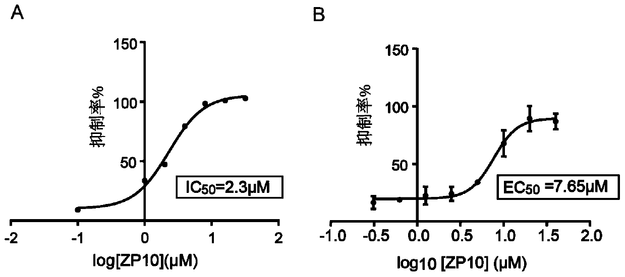 Application of ZP10 in preparation of anti-Zika virus drug taking Zika virus protease as target spot