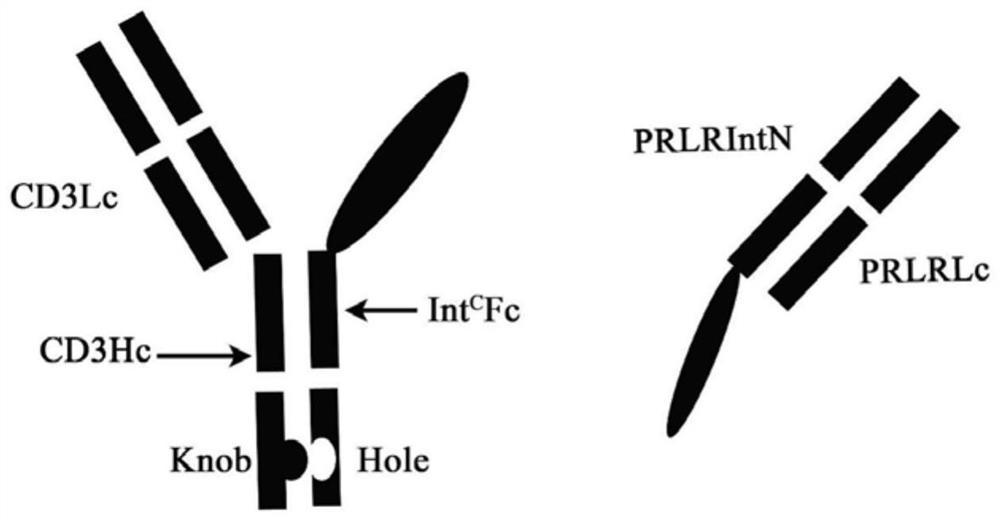 CD3 and prlr bispecific antibody and its construction and application