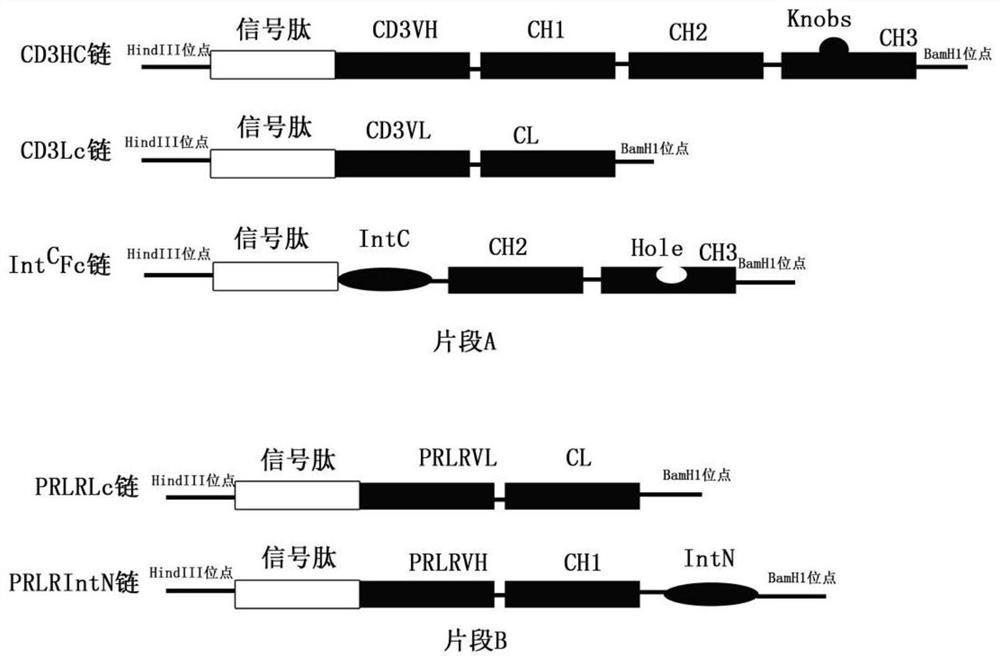 CD3 and prlr bispecific antibody and its construction and application