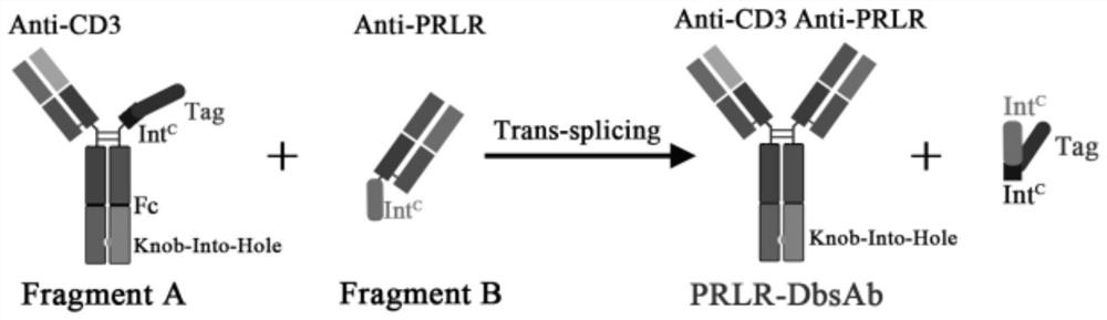 CD3 and prlr bispecific antibody and its construction and application