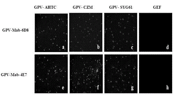 Double-antibody sandwich ELISA kit for detecting gosling plague antigen and application thereof