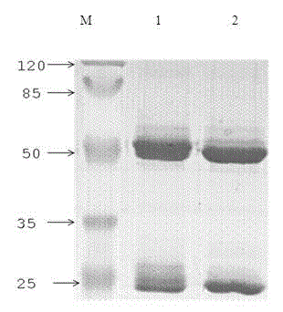 Double-antibody sandwich ELISA kit for detecting gosling plague antigen and application thereof