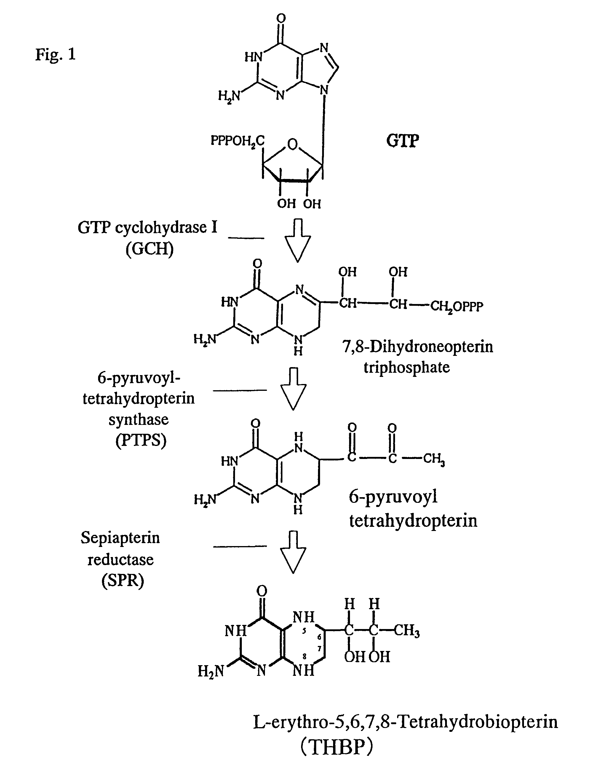 Process for production of biopterin compound