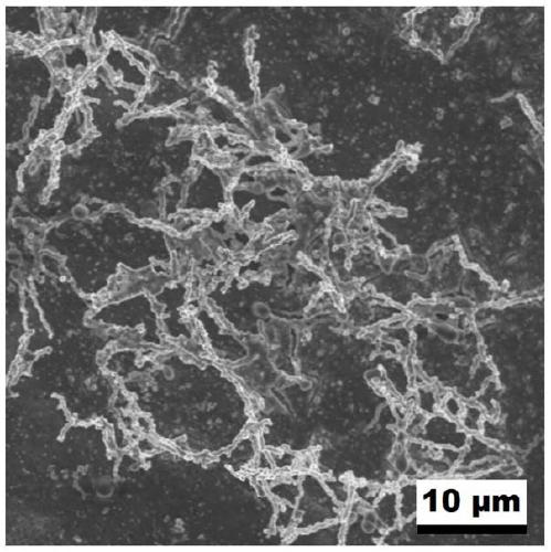 Preparation method of au-ir nanochain electrocatalyst for water splitting and oxygen production