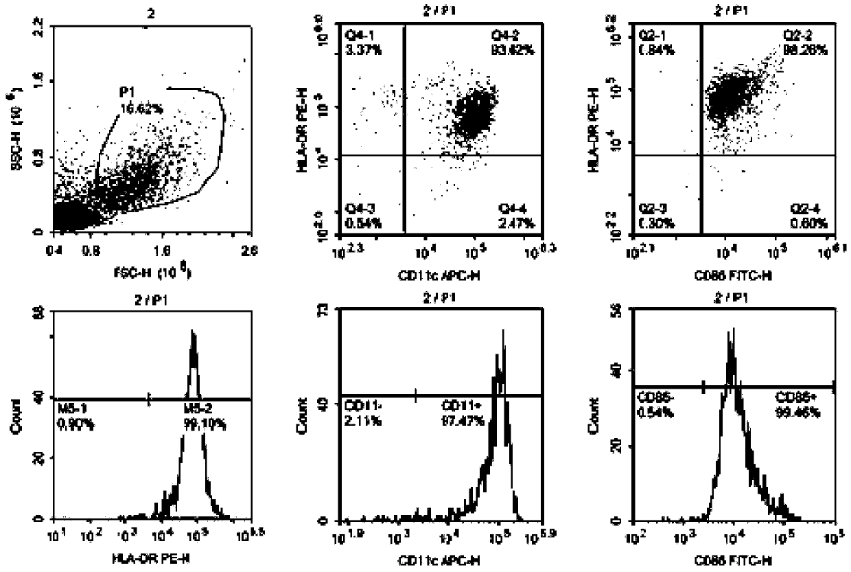 A virus-specific target and its application in the preparation of cellular immunotherapy preparations