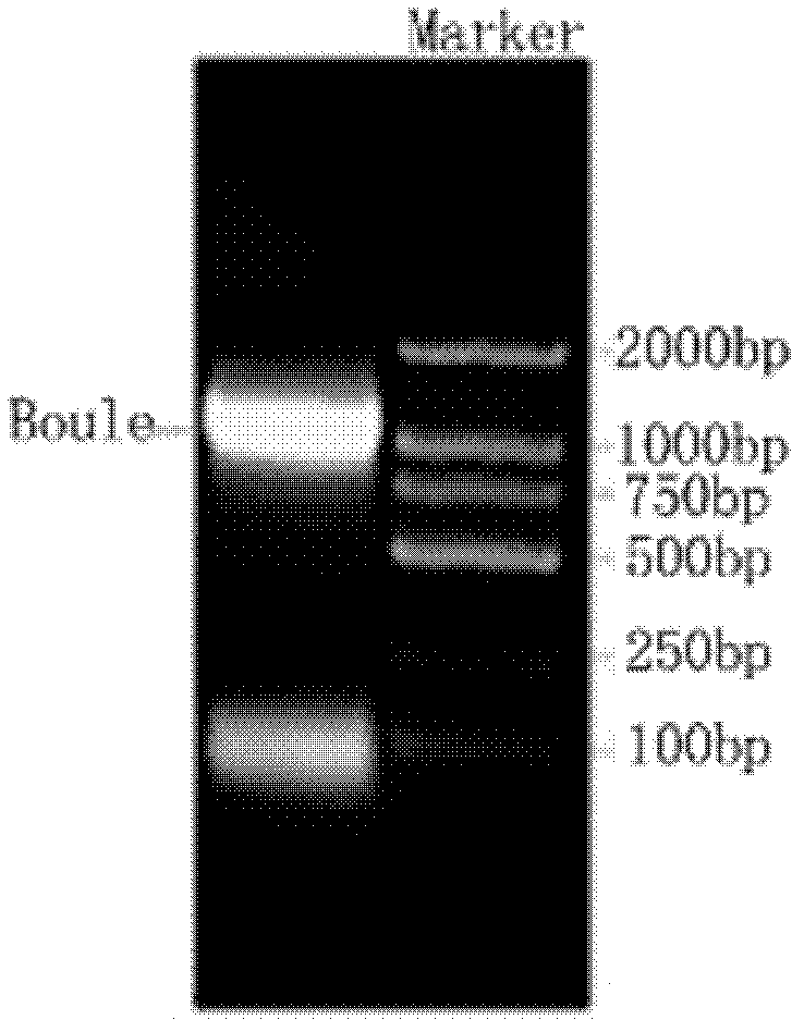 Dairy goat Boule gene and application of dairy goat Boule gene in promoting meiosis of male germ cells