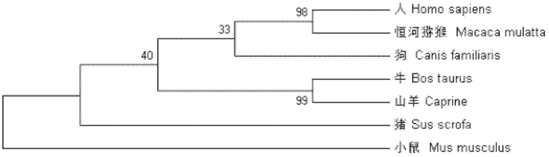 Dairy goat Boule gene and application of dairy goat Boule gene in promoting meiosis of male germ cells