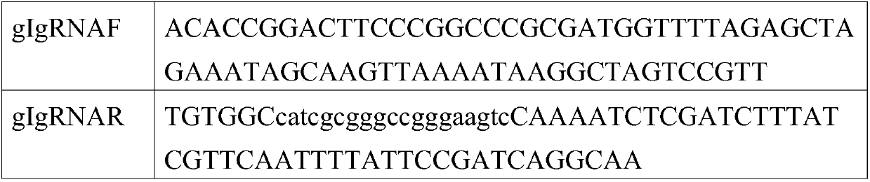 Recombinant porcine pseudorabies virus attenuated strain for expressing porcine circovirus Cap protein gene, and preparation method and application thereof