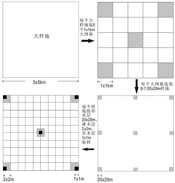 Dominant indegenous plant functional group based three-dimensional plant collocation pattern of trees, shrubs and herbs