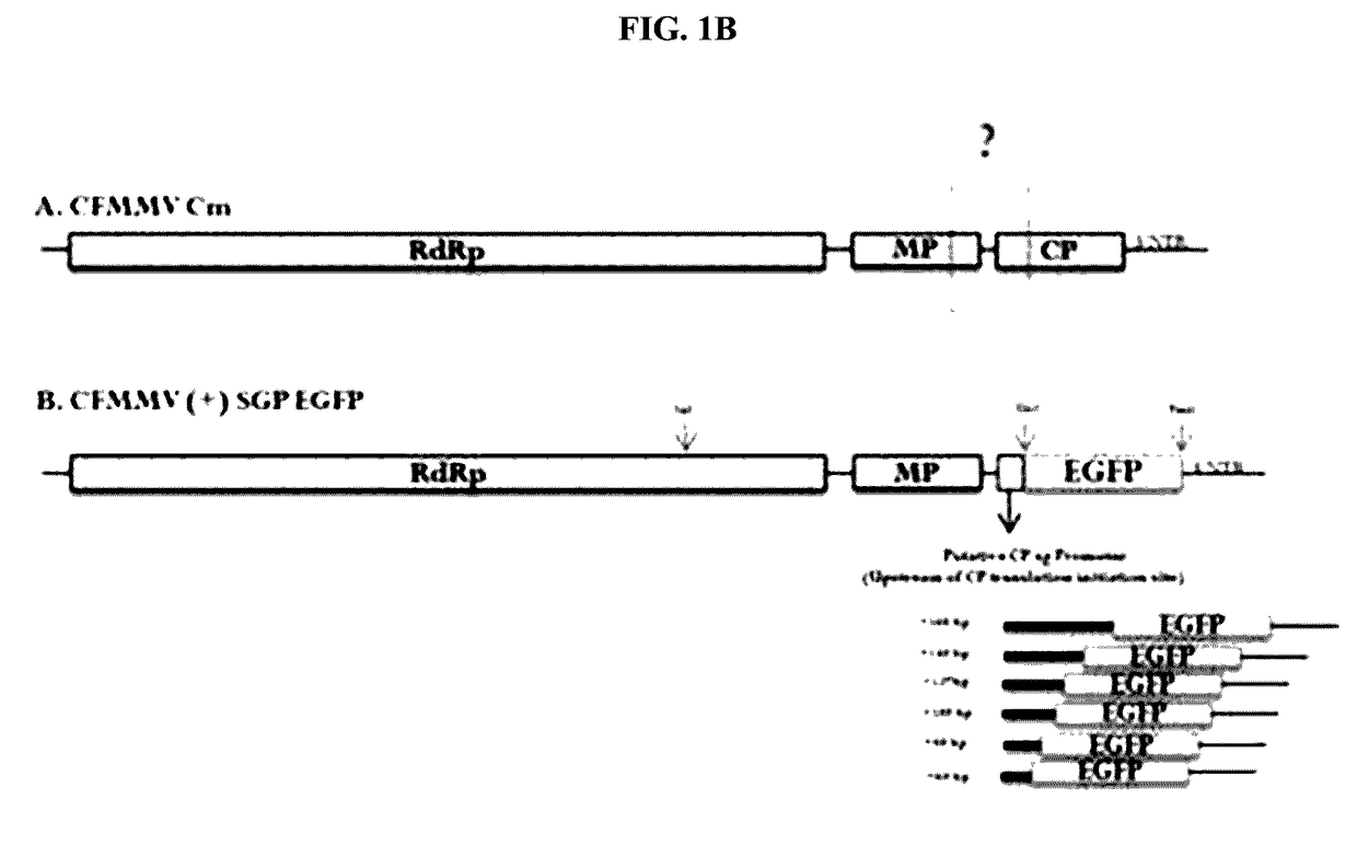 Construction of New Cucumber Fruit Mottle Mosaic Virus Derived Subgenomic Promotor and Expression Vector, and Use Thereof