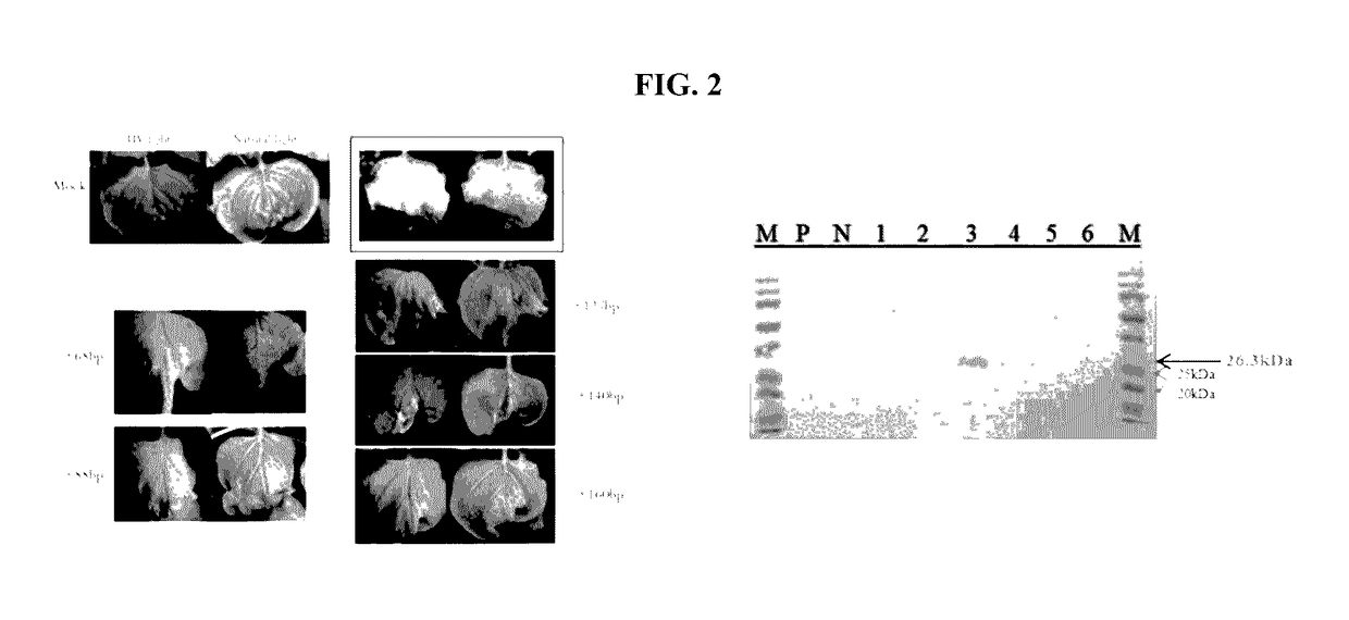 Construction of New Cucumber Fruit Mottle Mosaic Virus Derived Subgenomic Promotor and Expression Vector, and Use Thereof