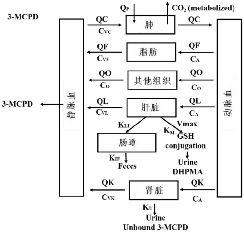 Physiological poison metabolism kinetic model of rat exposed to 3-MCPD through mouth and construction method of physiological poison metabolism kinetic model