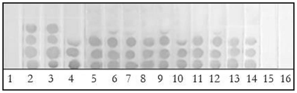 Bacillus subtilis genetically engineered bacterium with group quenching activity as well as construction method and application of bacillus subtilis genetically engineered bacterium