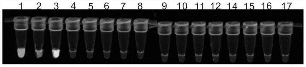 Method for identifying avian leukosis virus and chicken infectious anemia virus through visual double LAMP