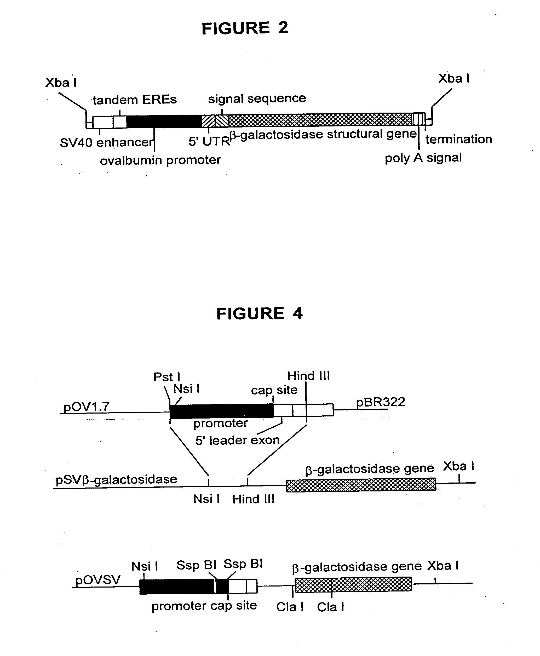 Vectors and methods for tissue specific synthesis of protein in eggs of transgenic hens
