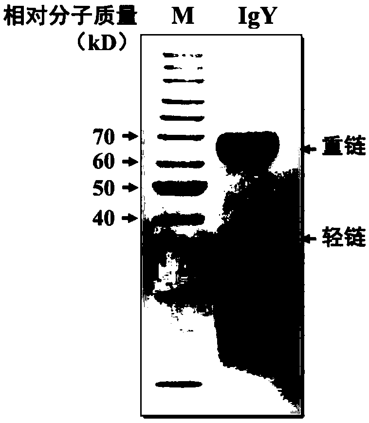 Fast extraction method of immunoglobulin Y, anti-influenza product prepared by immunoglobulin Y, and application of immunoglobulin Y