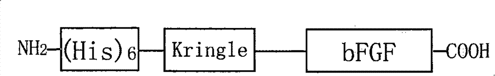 Recombined protein specially combined with fiber protein and application thereof