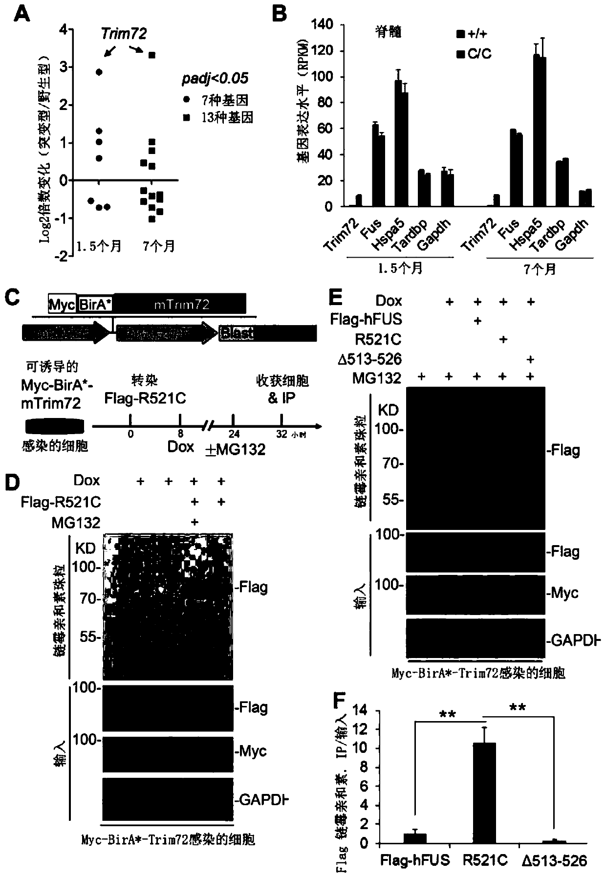 Trim72 as potential therapeutic target for als through ubiquitinating mutant fus protein