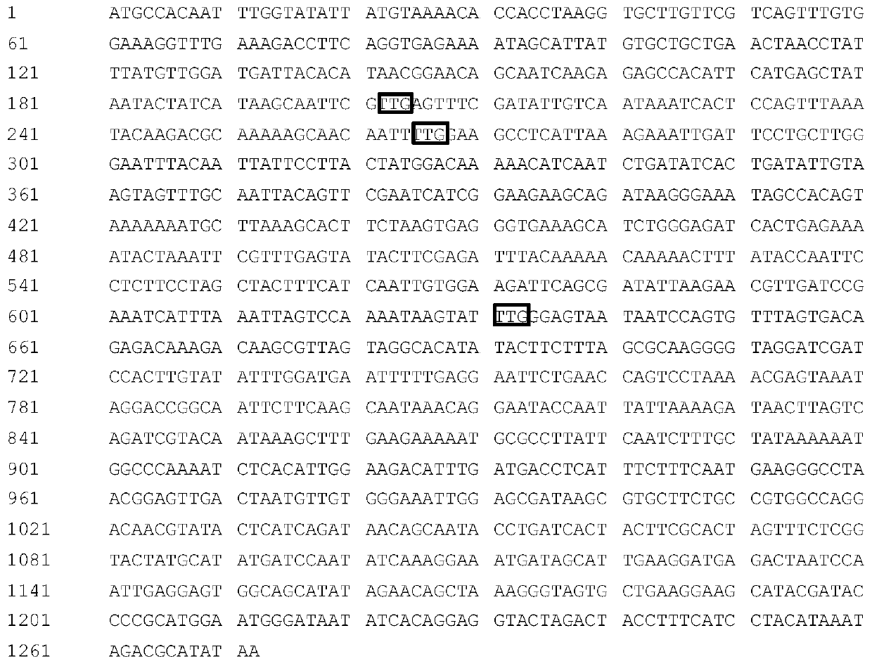 A kind of FLP/FRT gene knockout method of candida amazonensis