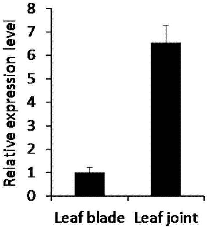 A gene controlling the erect development of rice leaves and its application