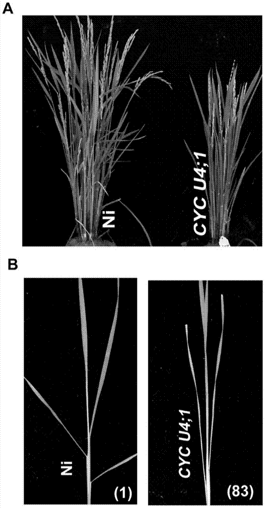 A gene controlling the erect development of rice leaves and its application
