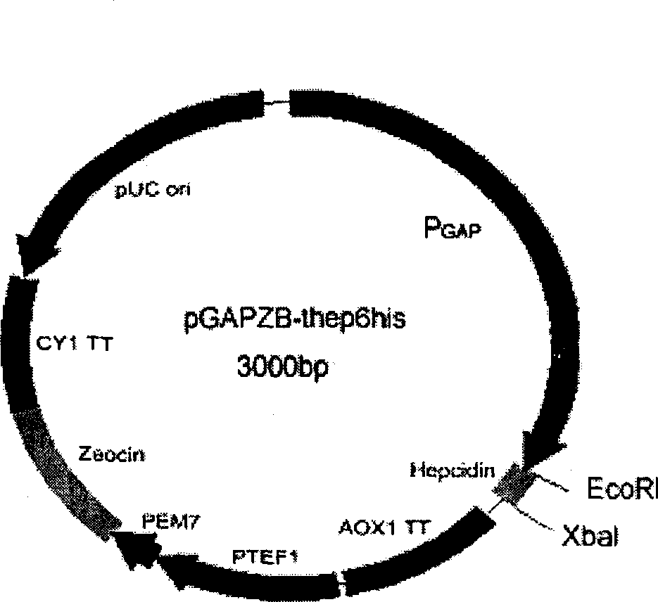 Antibiotic peptide gene and its yeast expression carrier