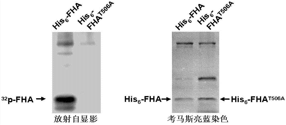 Polypeptide for preventing and/or treating pain and application of polypeptide