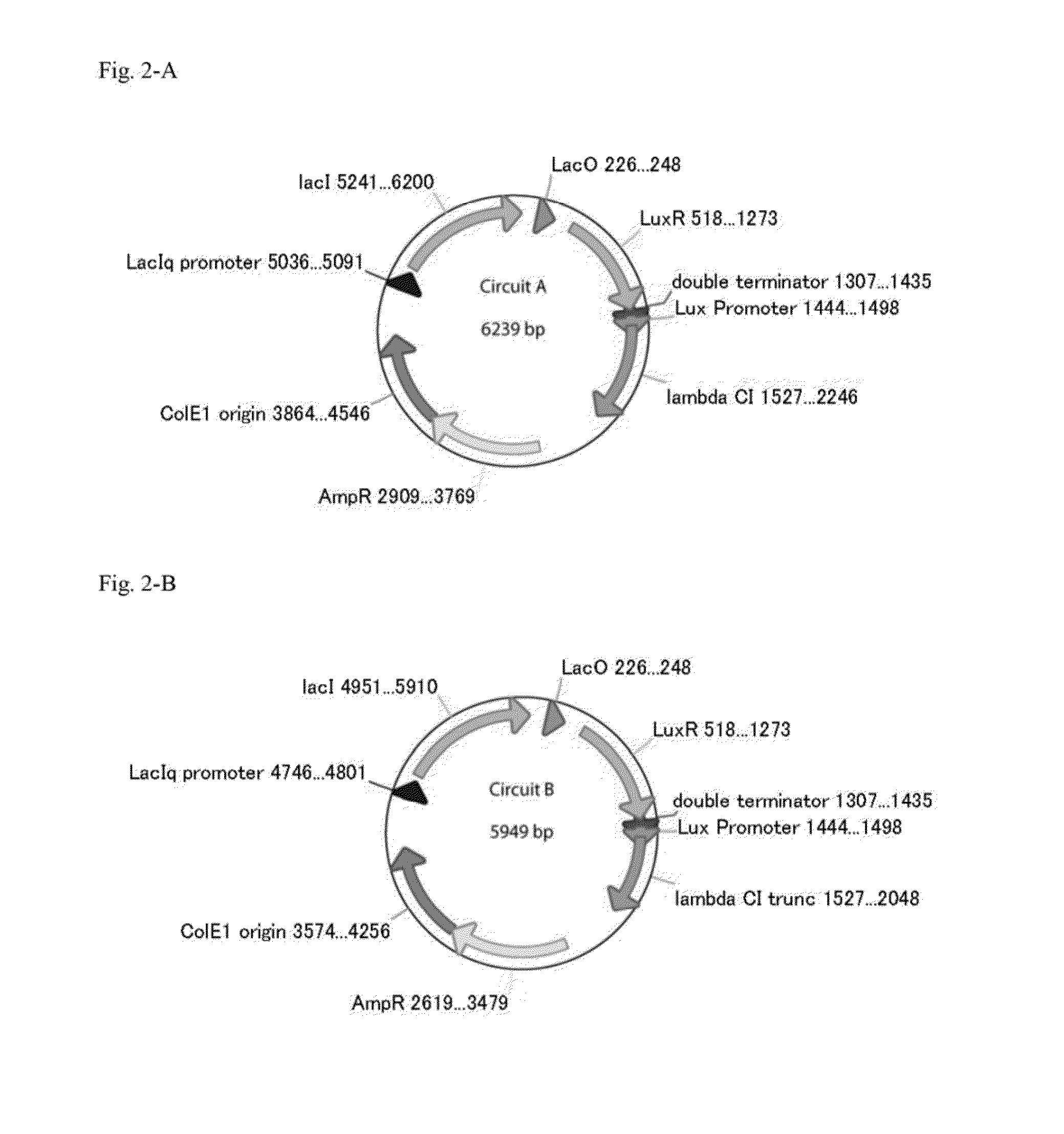 Method for rapidly developing gene switches and gene circuits