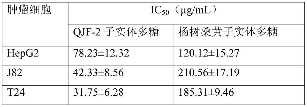 Mulberry phellinus igniarius strain and cultivation method thereof