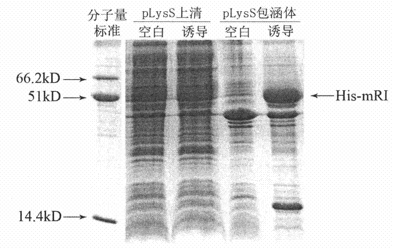 Efficient soluble expression method of active recombinant ribonuclease inhibitor