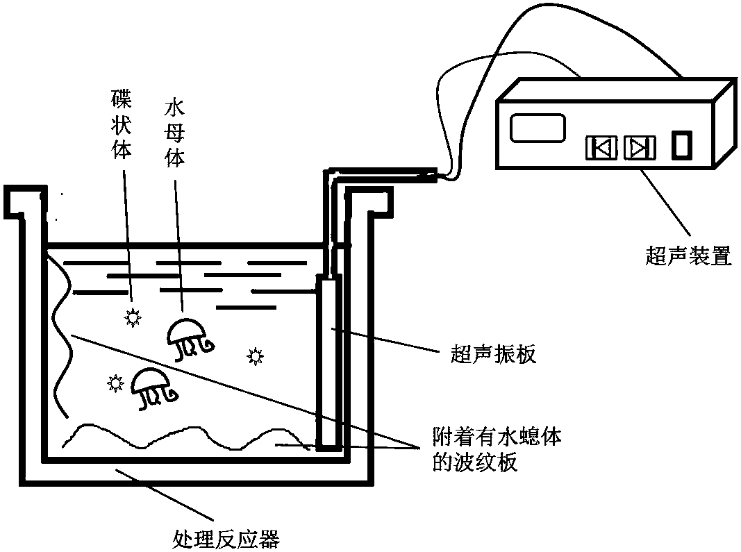 Method and device for removing jellyfishes in seawater through ultrasonic