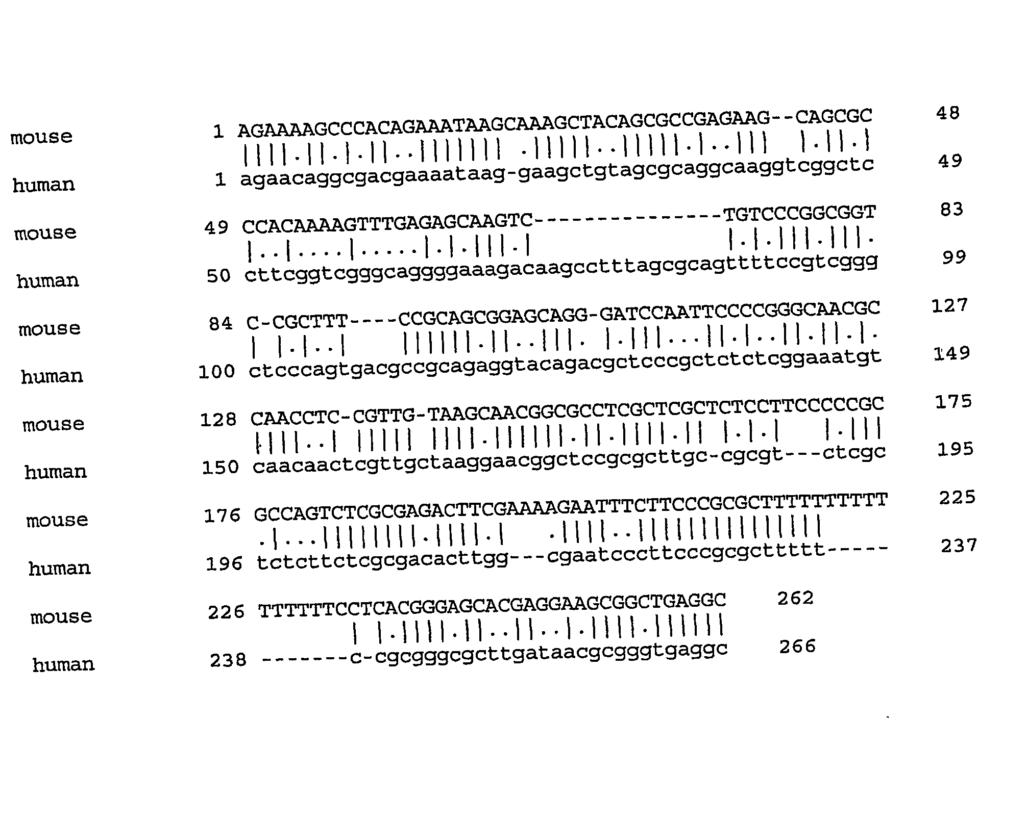 Methods for Identifying Treatment and Inducing Infertility Using Smc1-Beta