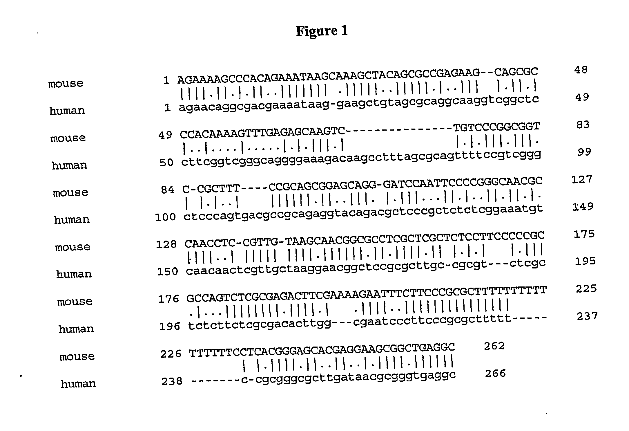 Methods for Identifying Treatment and Inducing Infertility Using Smc1-Beta