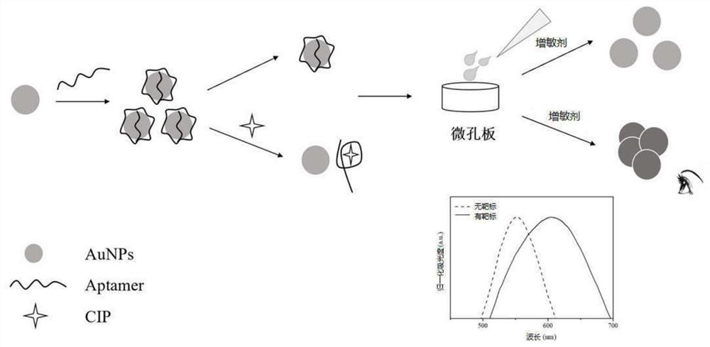 Method for detecting ciprofloxacin by using LSPR colorimetric aptamer sensor based on AuNPs