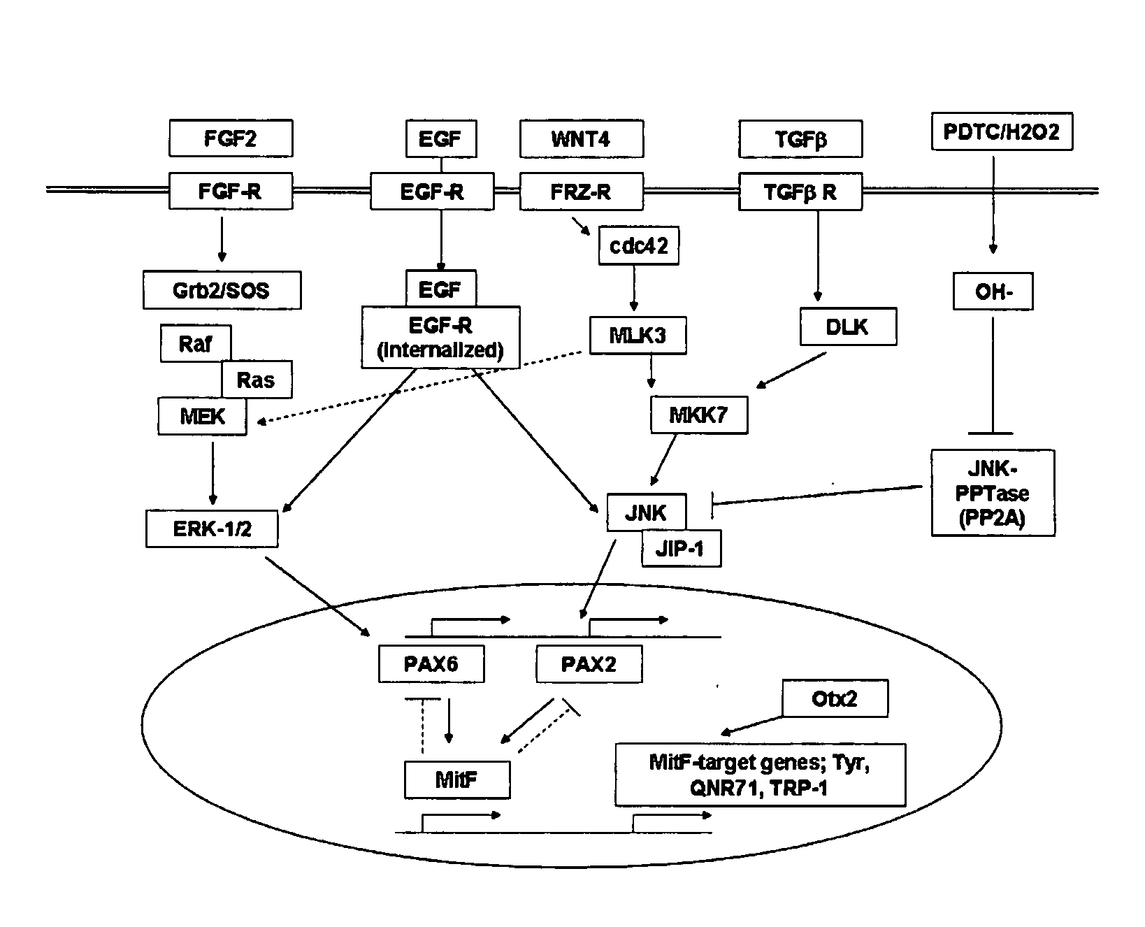 Methods of Producing RPE Cells and Compositions of RPE Cells