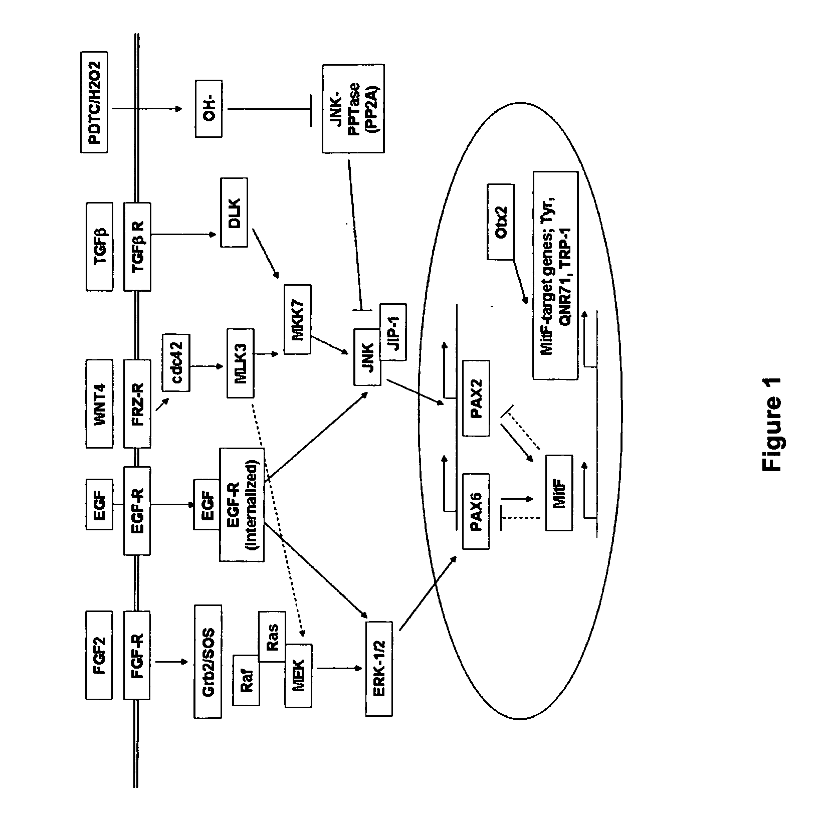 Methods of Producing RPE Cells and Compositions of RPE Cells