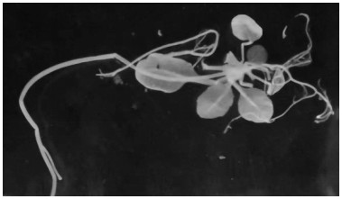 LuMyb gene for regulating and controlling flax cellulose synthesis and application of LuMyb gene