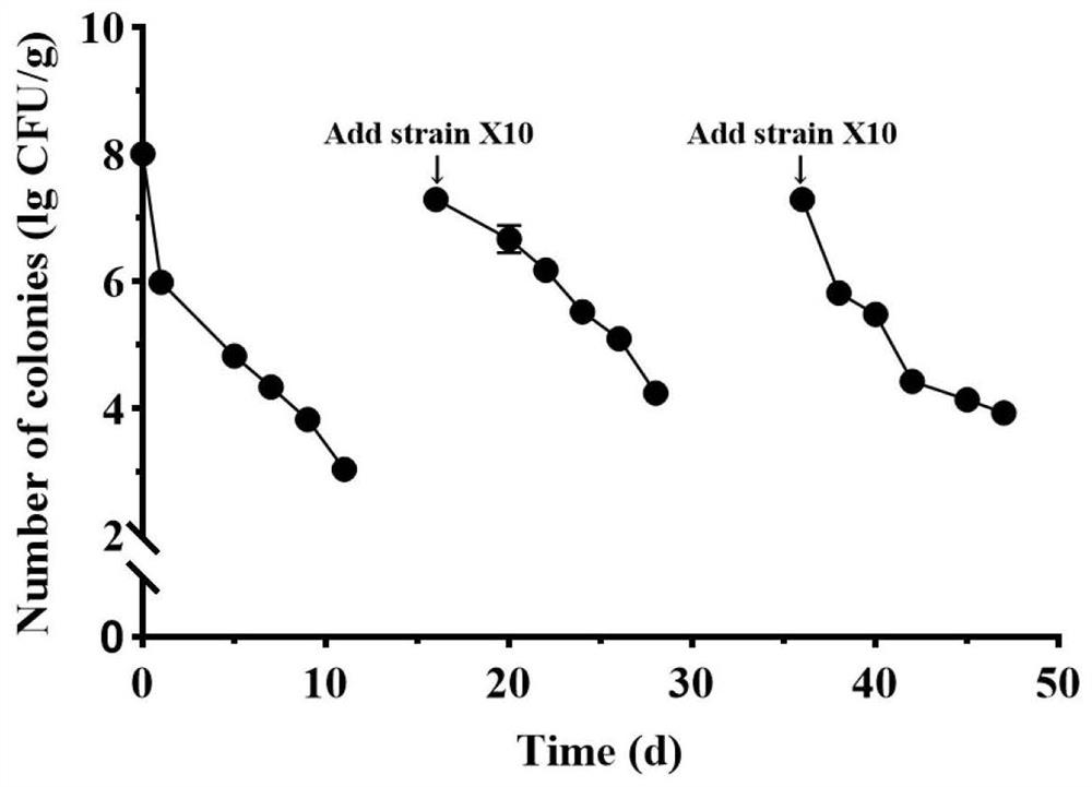 Strain Serratia sp.X10 for reducing cadmium accumulation in rice and application of strain Serratia sp.X10