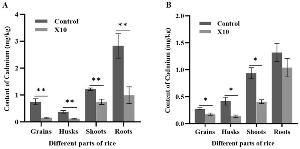 Strain Serratia sp.X10 for reducing cadmium accumulation in rice and application of strain Serratia sp.X10