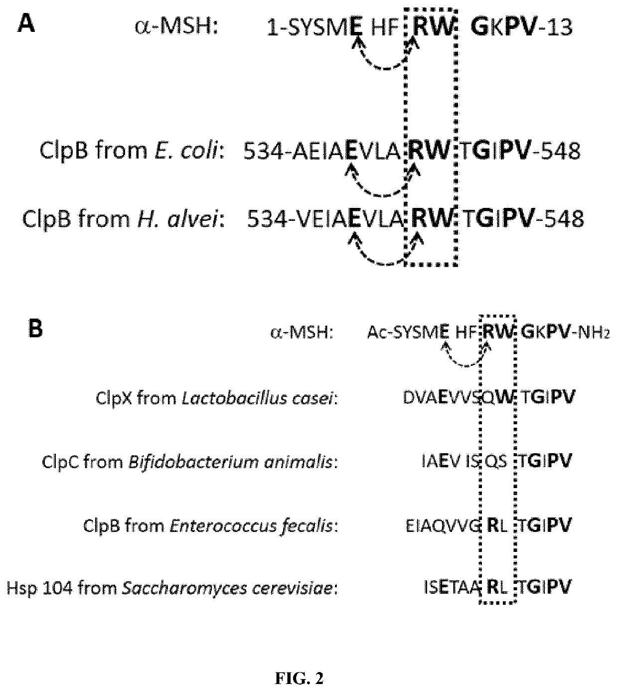 Proteins derived from clpb and uses thereof