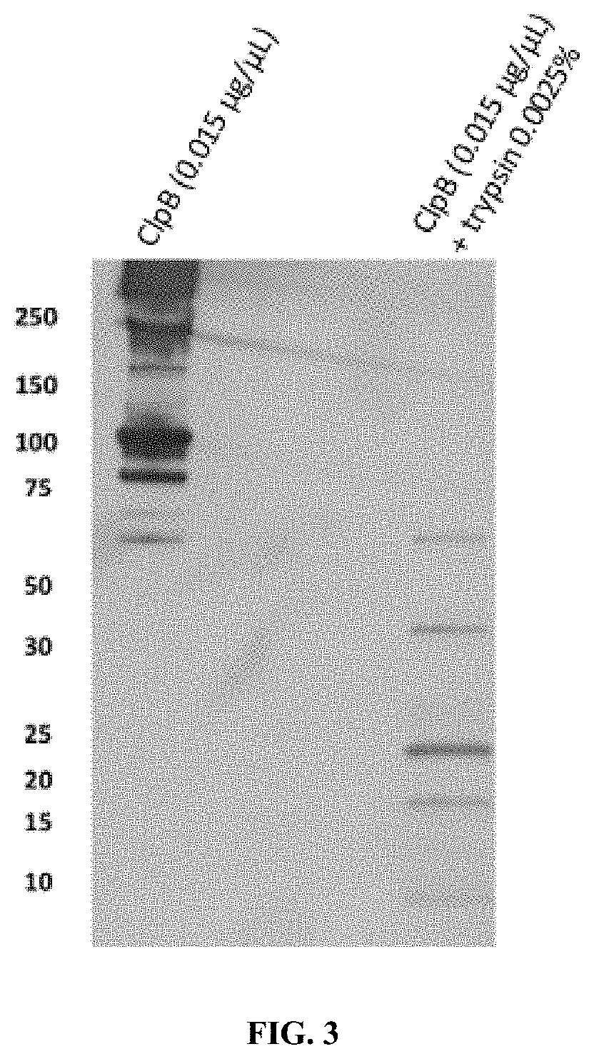 Proteins derived from clpb and uses thereof