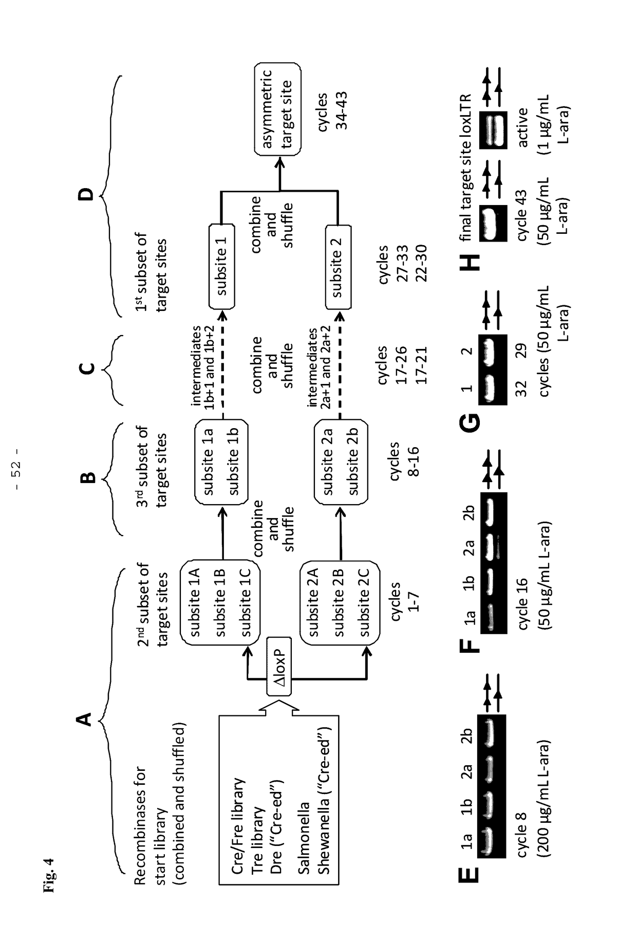 Tailored recombinase for recombining asymmetric target sites in a plurality of retrovirus strains