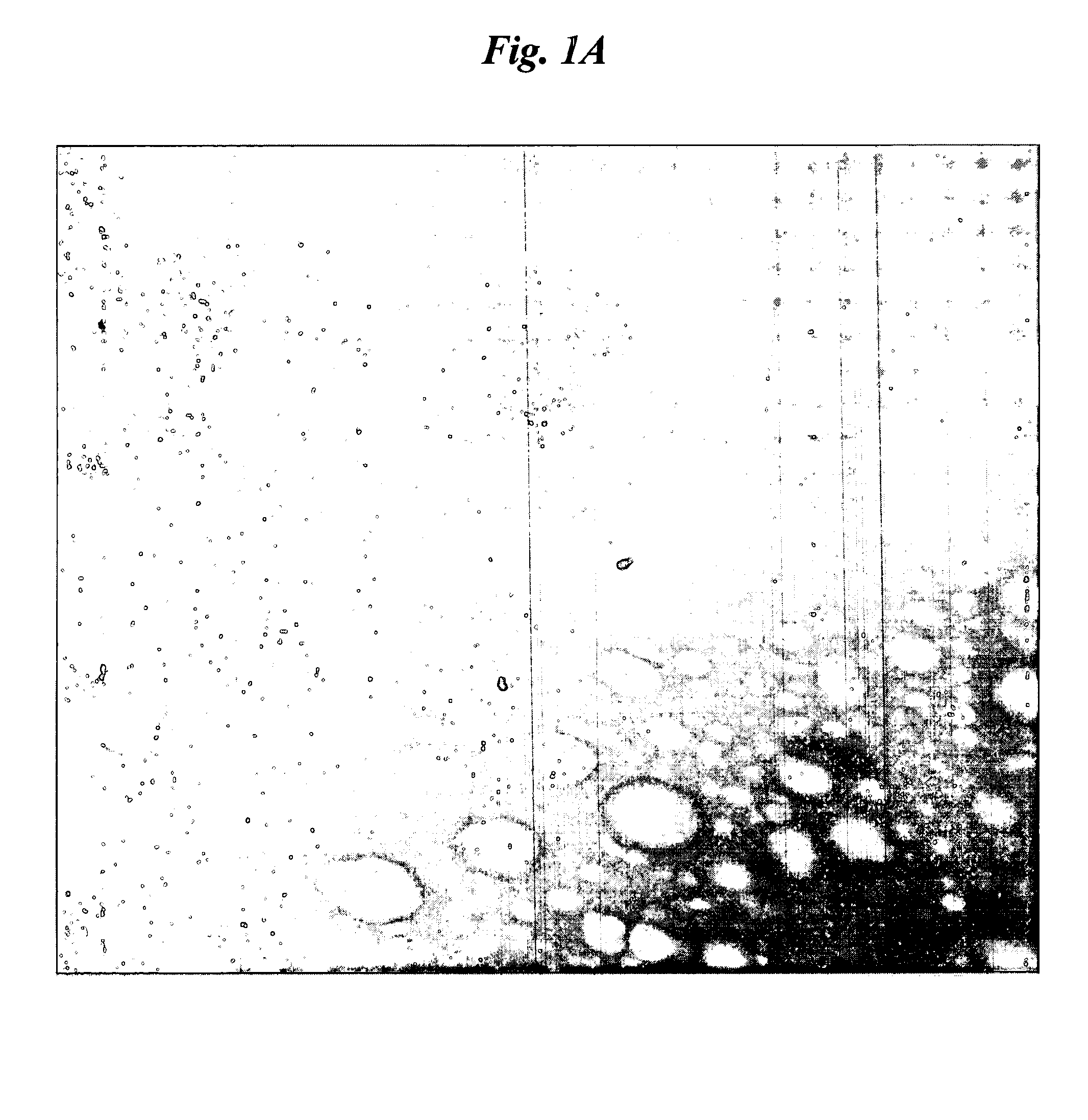 Mucoadhesive nanoparticles for cancer treatment