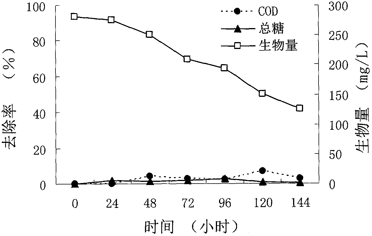 Method for processing starch waste water and realizing resourcezation of waste water by one photosynthetic bacterium strain