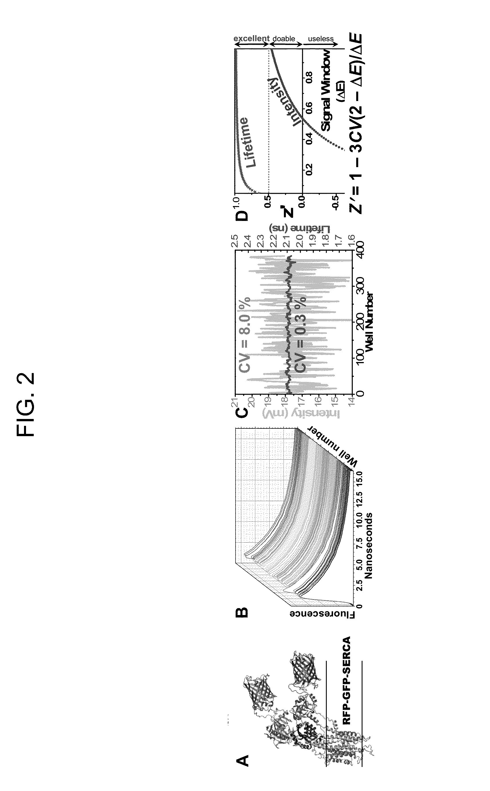 Methods to identify modulators of ryr calcium channels