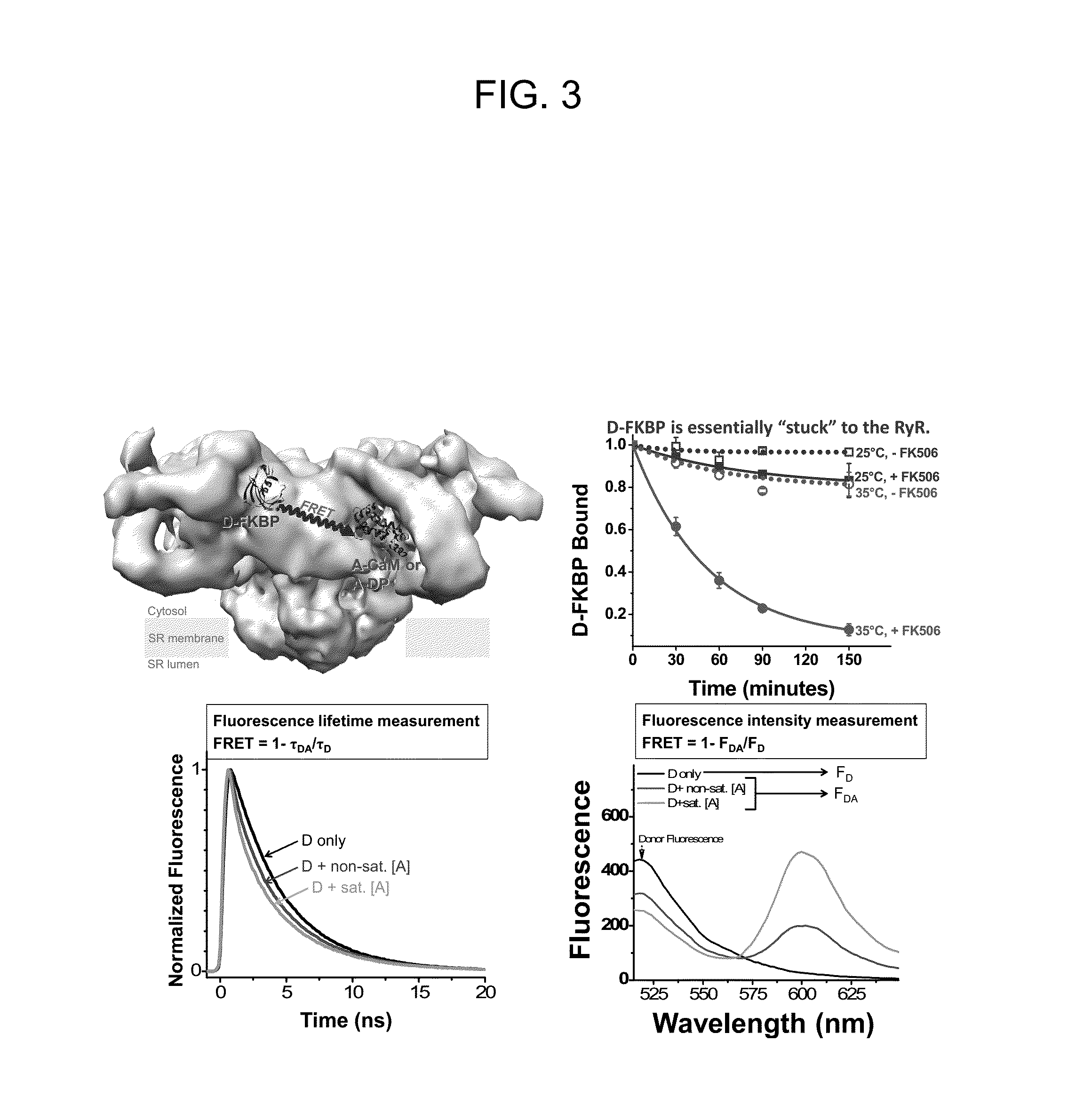 Methods to identify modulators of ryr calcium channels