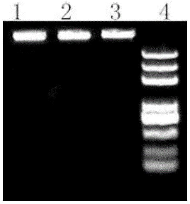 Method for rapidly extracting DNA of gram-positive bacterium genome based on paramagnetic particle method