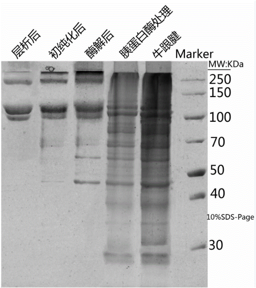 A bioactive high-purity collagen sponge and its preparation method