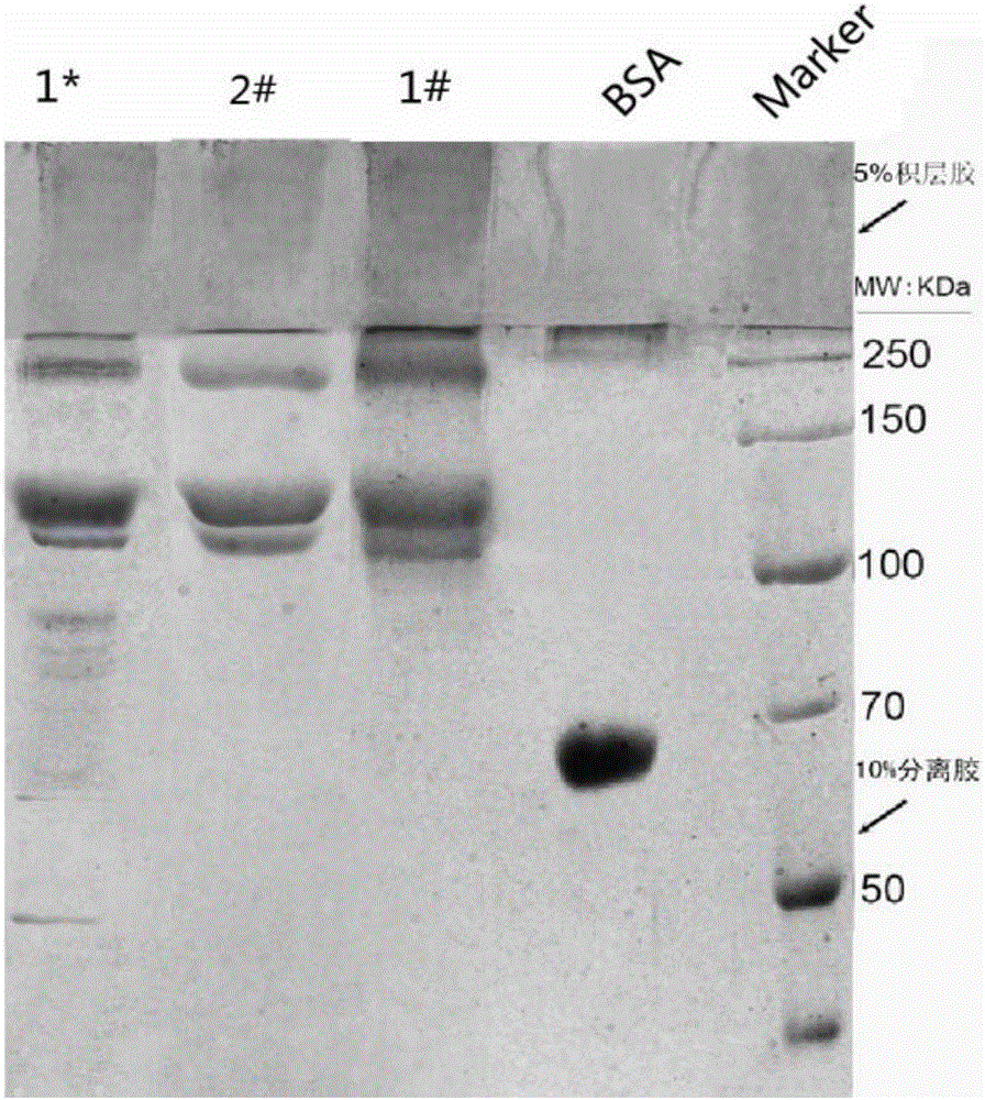 A bioactive high-purity collagen sponge and its preparation method